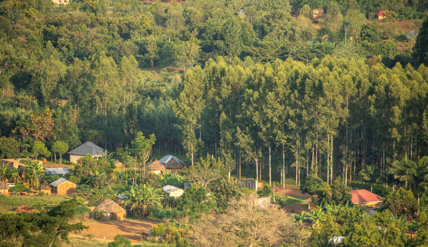 FSC / Smith Oltega - Het West Bugwe Central Forest Reserve verloor tussen 1989 en 2016 een alarmerende 82 procent van zijn bosbedekking. Het project werkt aan het herstel van het bosreservaat.