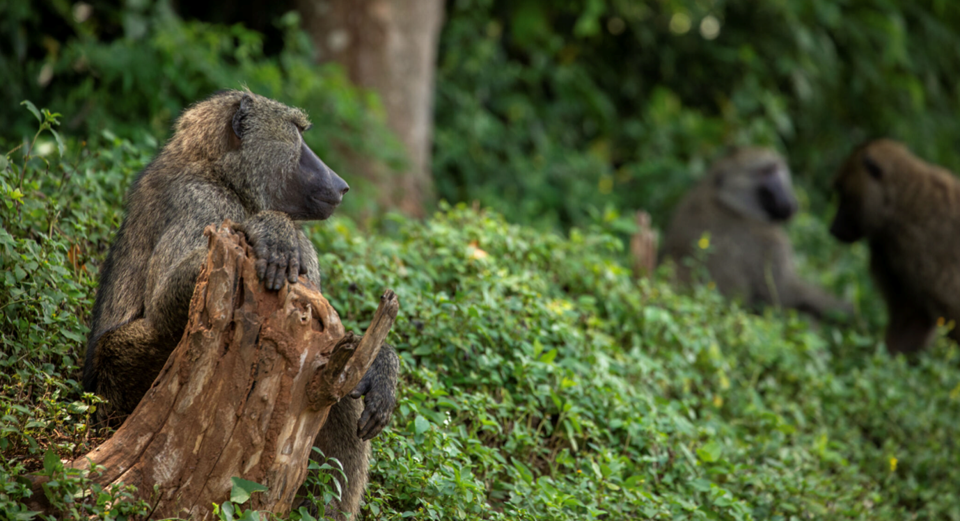 © FSC/Smith Oltega