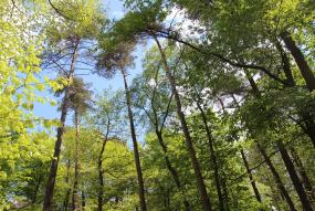 Het belang van FSC bosbeheer