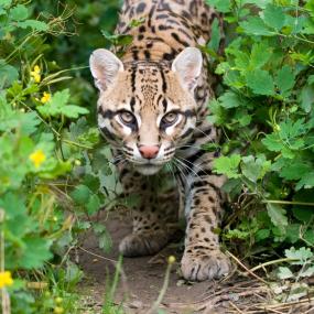 Ocelot