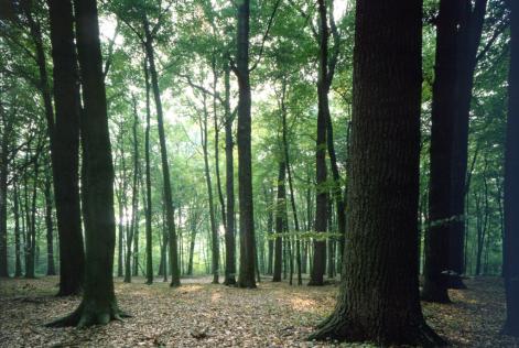 NL Bos