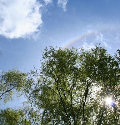 bomen en lucht