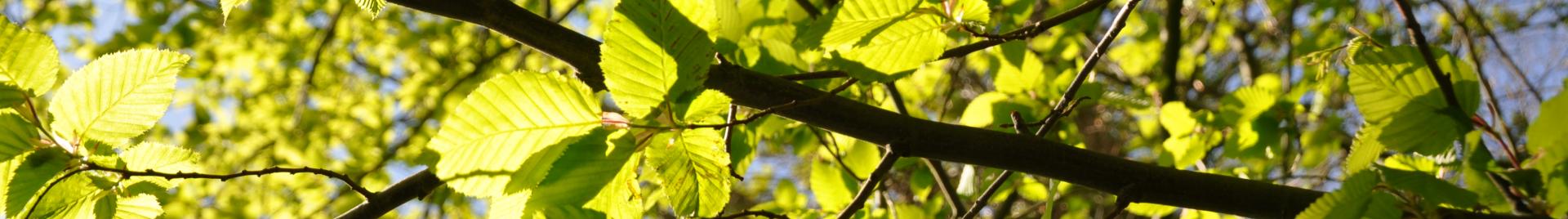 bladeren in de zon