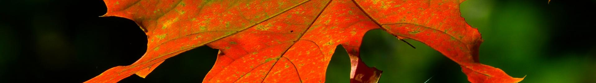 Leaf