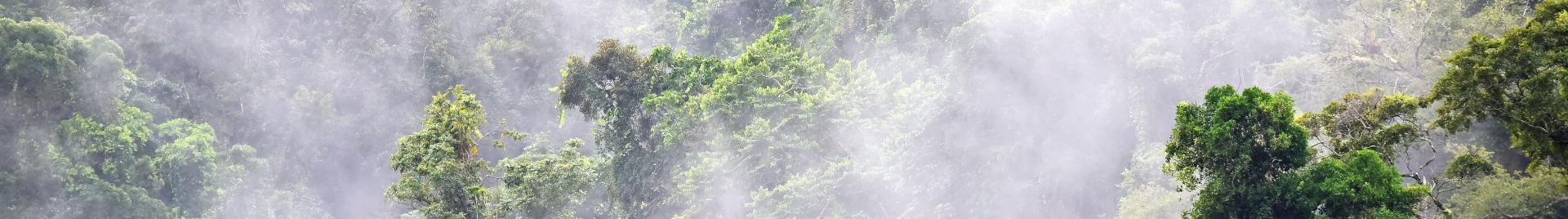 Tropical forest