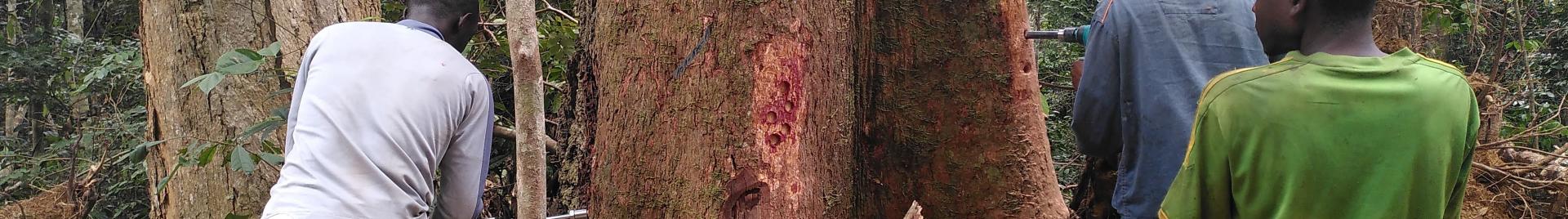 In het bos