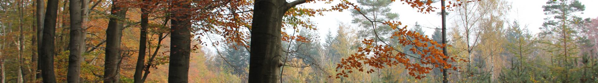 Nederlands bos